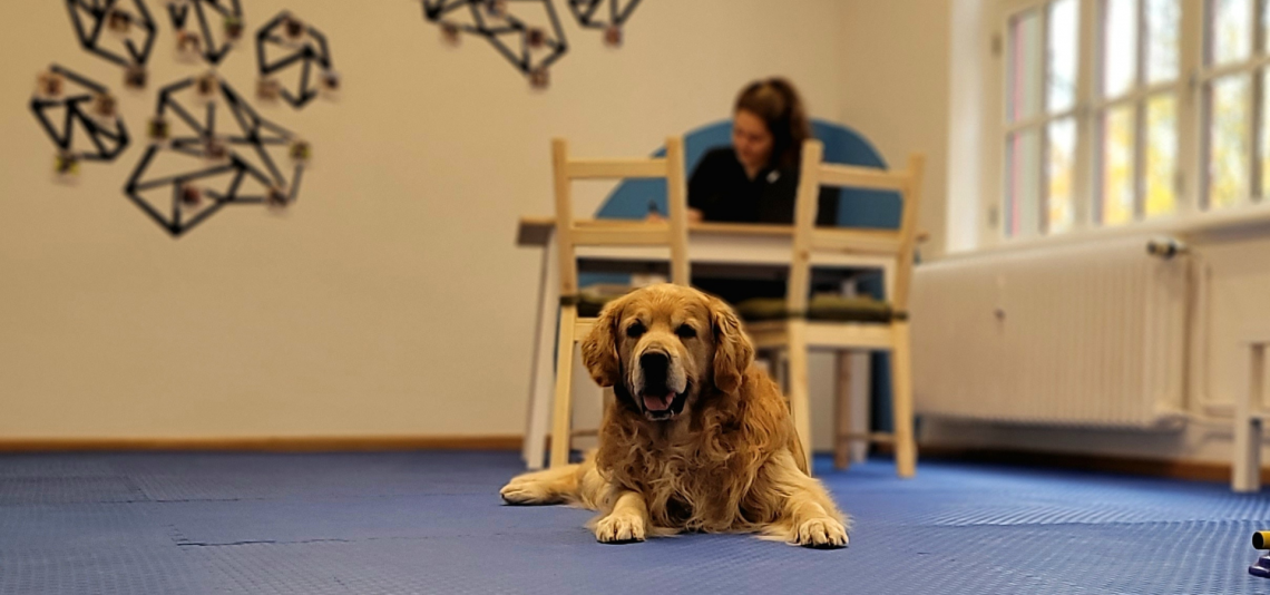 Hundephysiotherapie,  Hundechiropraktik, Hundeosteopathie und Hundetraining